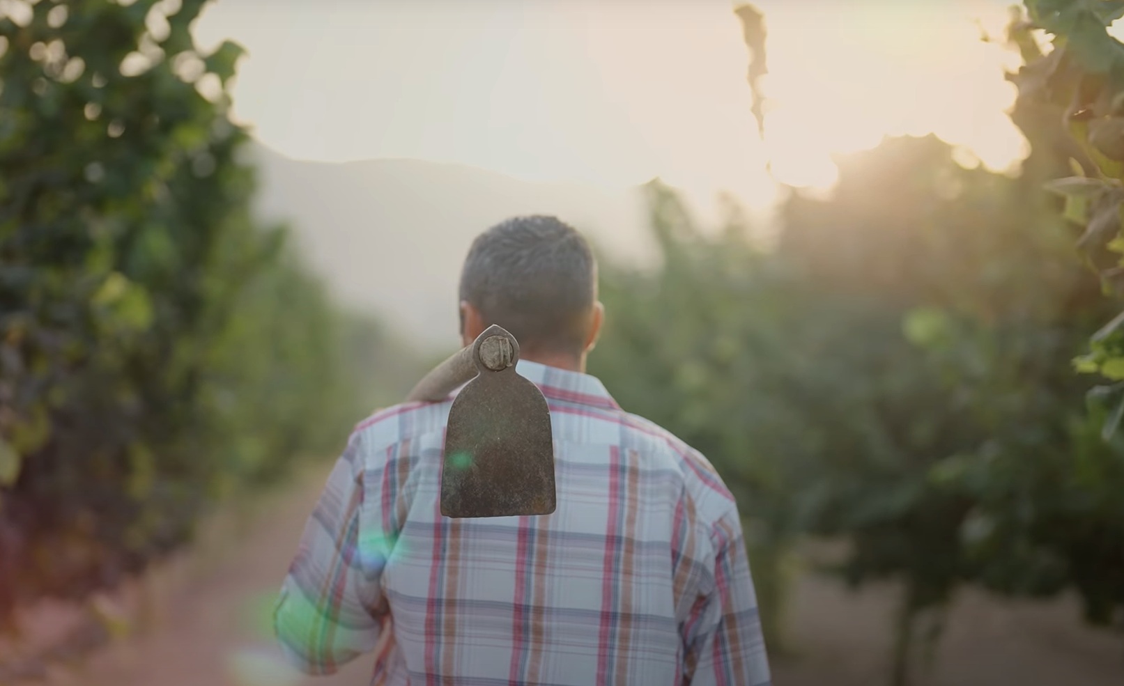 Dieses Video soll Europäer für europäisches Obst und Gemüse begeistern