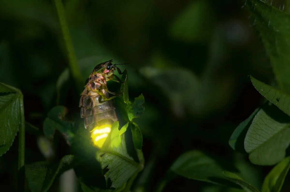 7233de547962850982074259cea283487ed0ebb0 Leuchtendes Glühwürmchen-Weibchen (Biosphoto / Stephane Vitzthum)