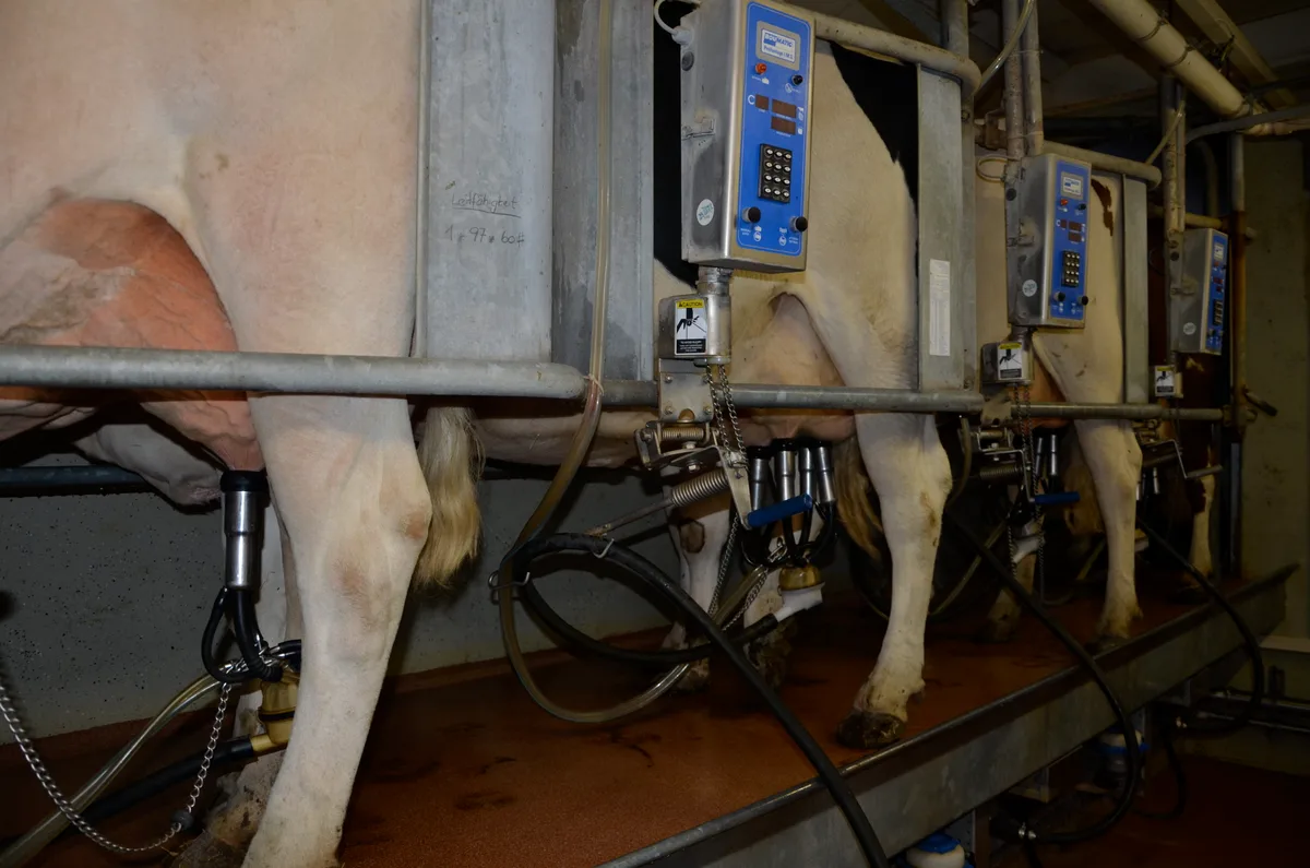 DSC_8140.jpeg Die Milcheinlieferungen sind aktuell höher als noch im Jahr 2025.