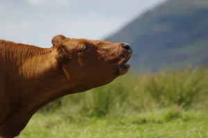 Die französische Justiz musste sich allzu oft mit Streitigkeiten wegen Tiergeräuschen und Gerüchen aus der Landwirtschaft herumschlagen.