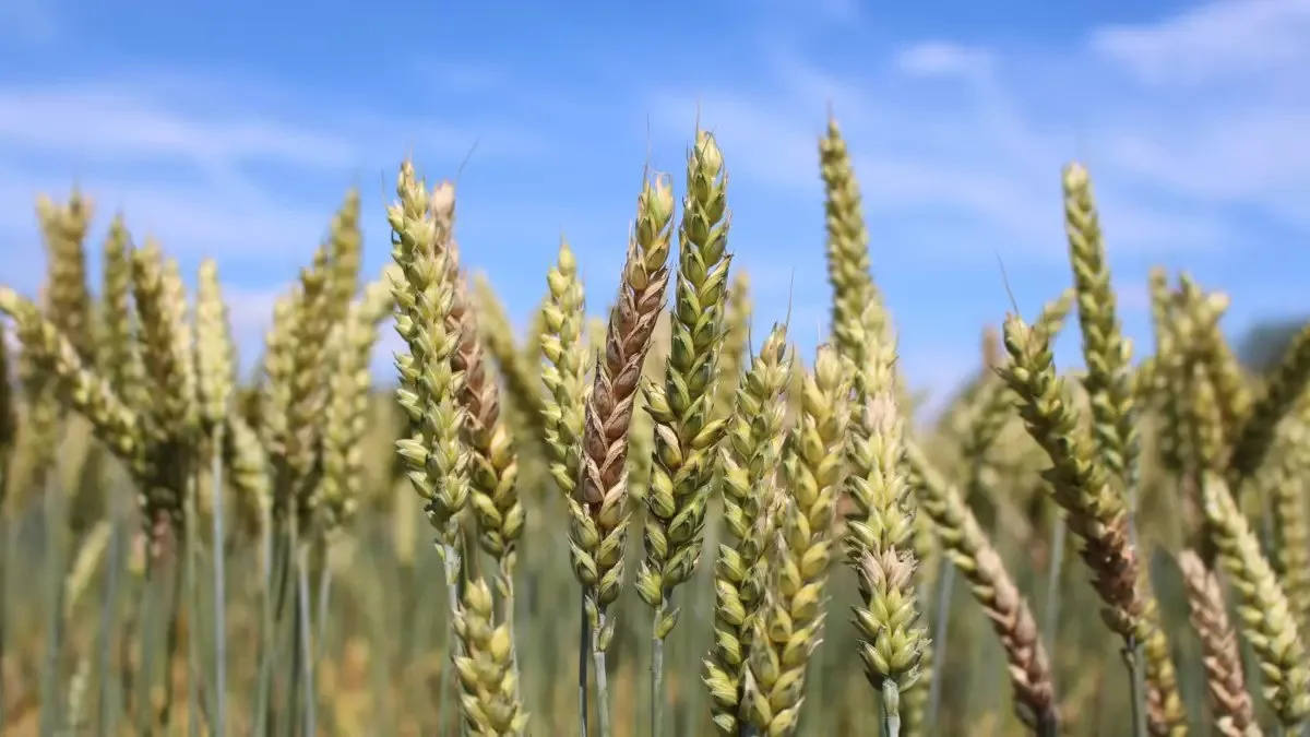 Fusarium_Agroscope 20'000 t Mahlweizen abgewiesen, 2'000 t wegen Mykotoxinen entsorgt