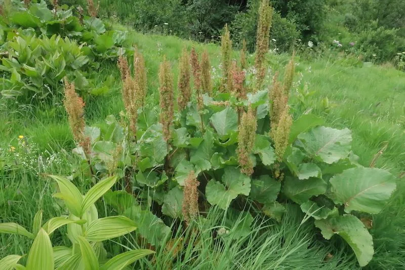 75ead57385aab628522cb3ed4299f17f22f68920 Des einen Feind, des andern Helfer: Ein Prachtsexemplar einer Blacke in Vollblüte. (Bild Esther Thalmann)