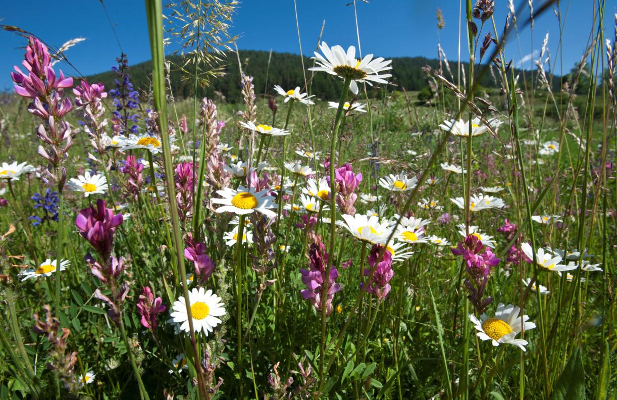 Die Agroscope empfiehlt, den Standort zu berücksichtigen, wenn es um Biodiversitätsförderung geht. (Bild zVg)