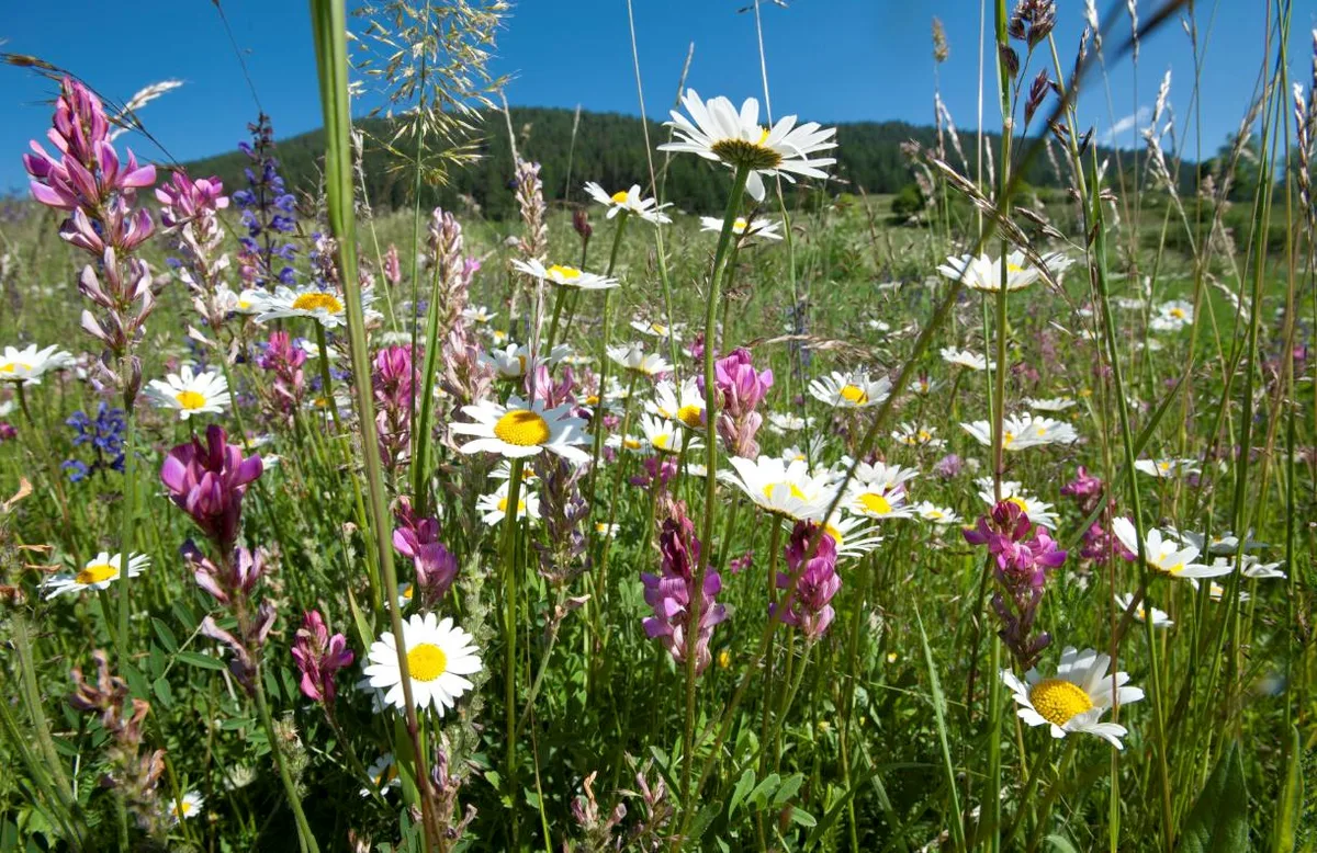 e948545fa3a71c5f186f61e191936fa6dd46fc41 Die Agroscope empfiehlt, den Standort zu berücksichtigen, wenn es um Biodiversitätsförderung geht. (Bild zVg)