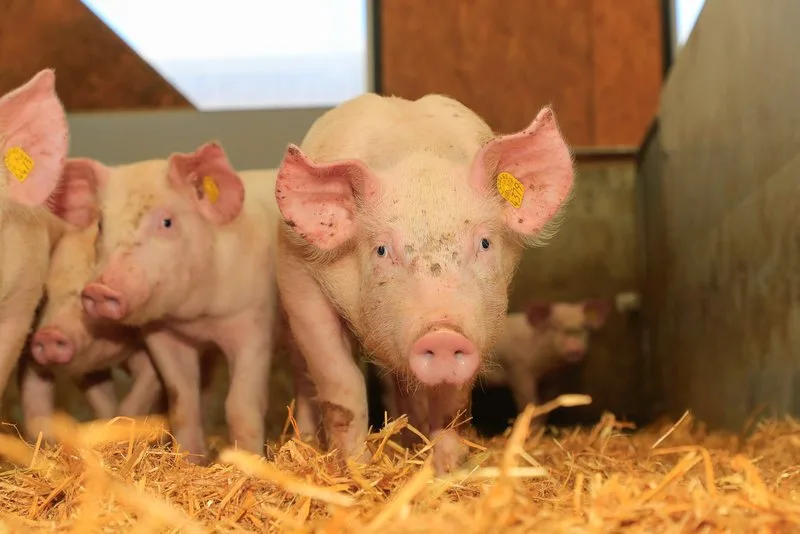 schweine_gruppe-roethlisberger Wie Schweine ihre Umwelt sehen, fühlen, schmecken, hören und vor allem riechen