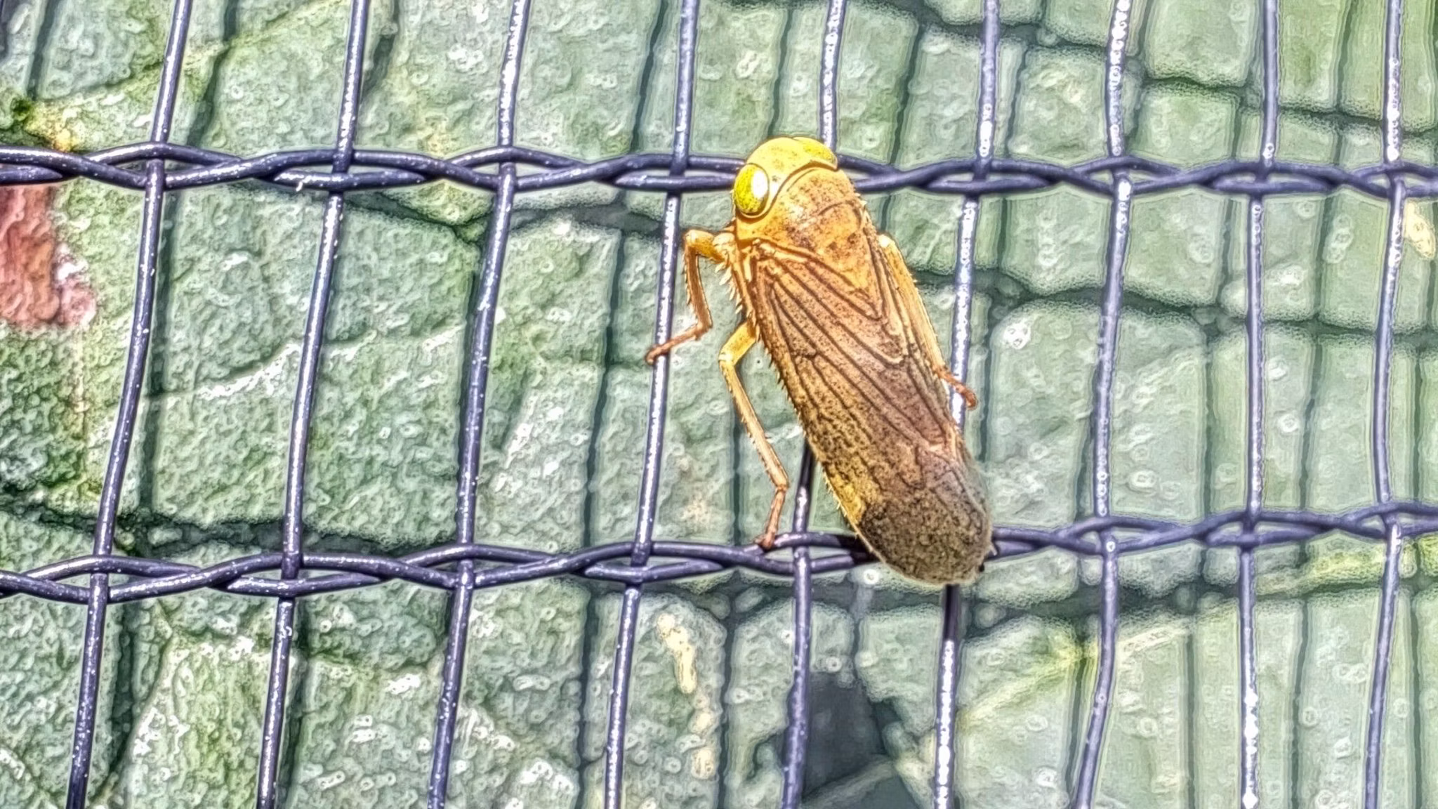 jikradiaolitoria_AttilioRizzoli_16_9_Firefly_recadre.avif Jikradia olitoria ist bekannt als Kupfer- oder Amerikanische Grossaugenzikade. Sie ist eine von mehreren eingeschleppten Zikadenarten, die sich in der Schweiz auszubreiten scheinen.