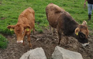In der Praxis fallen mit Parasiten-befallene Tiere durch ihr mattes und struppiges Haarkleid auf. Auch sollten die Kälber runder über der Kruppe sein. (Bild Claudia Syring)