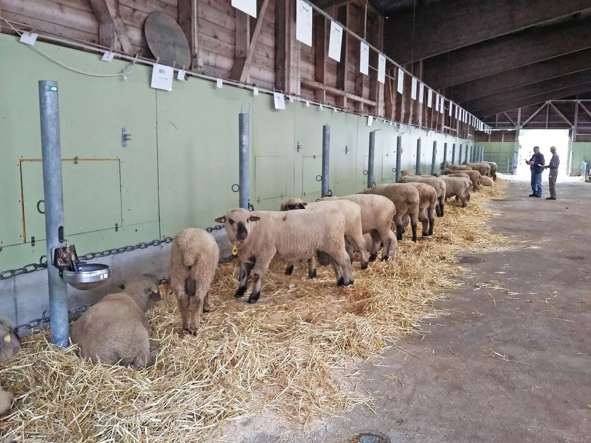 d3fe6556a7b35404a620bc201cb3f9796e0c3780ce3b1678c8286a06f0d5d7a6 Auch der Bock profitiert von einer erhöhten Energiezufuhr während der Deckzeit, da seine Fresslust reduziert ist.