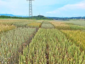 Auf den Versuchsparzellen vom Inforama Rütti in Zollikofen ist der Weizen an Septoria und teilweise an Fusarien erkrankt – sowohl im Extenso- wie auch im ÖLN-Verfahren. Bezüglich der Befallsstärke waren aber Unterschiede zwischen den Sorten zu beobachten.