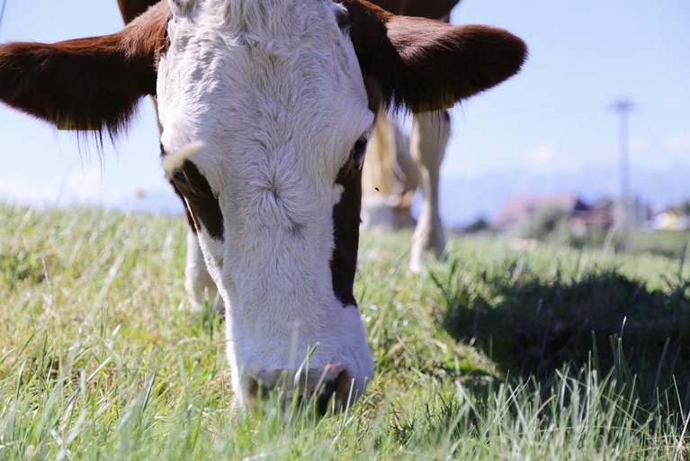 Der Global Dairy Trade gilt als wichtiger Indikator für die Preisentwicklugn am Weltmilchmarkt. (Bild lid / ji)
