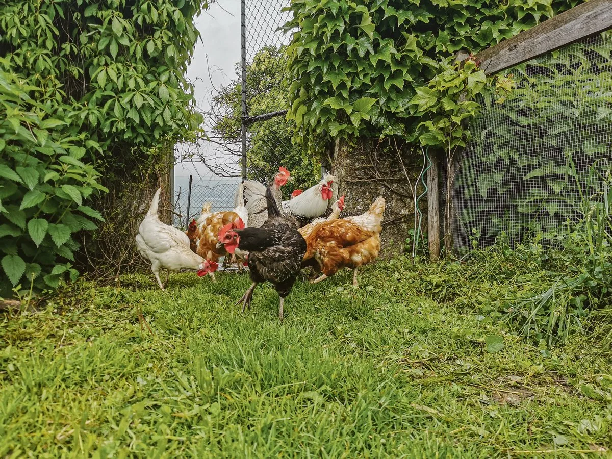 54e51e0deb85ecd17b8b716ffabe2f7c913d742f Wer seine alten Hühner ersetzen will, hat es derzeit schwer und tut wohl gut daran, sie noch zu behalten. Alle befragten Verkäufer von Junghennen sagen einhellig, sie seien ausverkauft.(Bild sb)