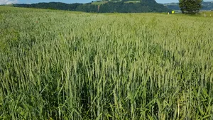Die Branchenorganisation sieht in der Richtpreis-Erhöhung ein «Bekenntnis zur Versorgung des Marktes mit Schweizer Brotgetreide und ein wichtiger Bestandteil für eine glaubwürdige inländische Produktion und Verarbeitung von Brotgetreide».
