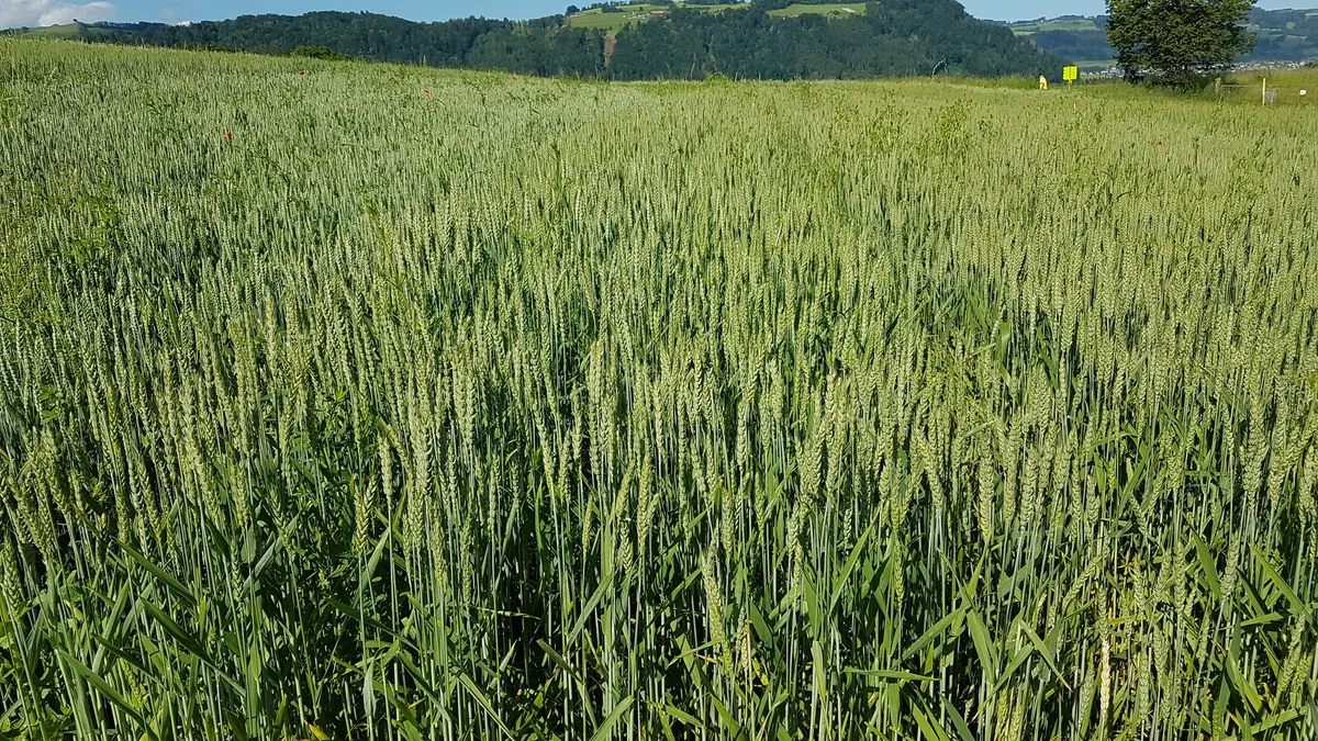 brotgetreide_swiss_granum Die Preise für Brotgetreide steigen um 3 bis 5 Franken