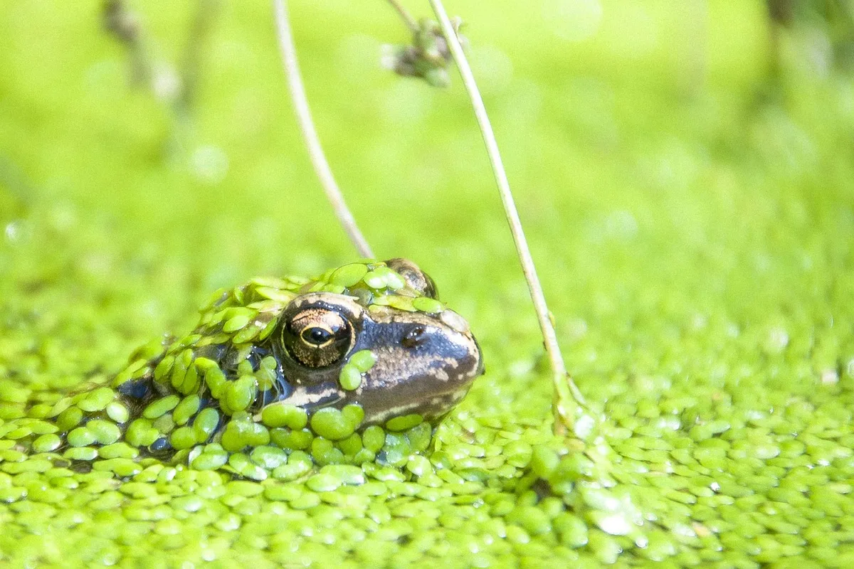 Wasserlinsen als Futter: Proteingehalt wie Soja und in einem Tag verdoppelt