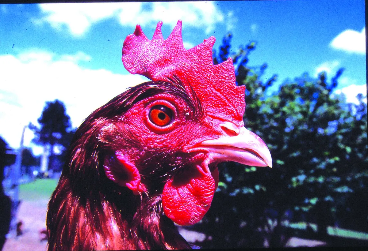 Huhn_nicht_touchiert Legehenne mit unbehandelter, scharfer Schnabelspitze.