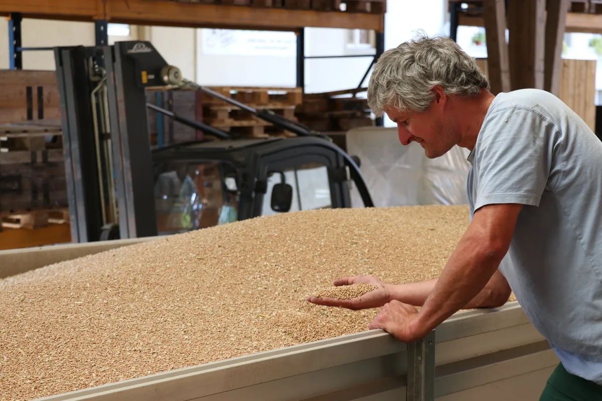 f3f215d242acde5a98e7b9f6ac67d338b1849b00 Alfred Vogt ist zufrieden mit seinem Weizen, den er diese Woche geerntet und in der Mühle Scherz abgeliefert hat. Er stellt in diesem Jahr nur einen minimen Unterschied zwischen herbizidfrei angebautem und behandeltem Weizen fest. (Bild Ruth Aerni)