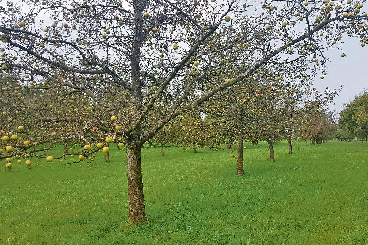 40b4eb7a15d21a80bb6e0c0a3488a25f9d0ca2df Ein typisches Bild für die Krankheit: Kahle Bäume mit reifen Äpfeln. Der entblätterte Baum kann die Früchte nicht mehr versorgen und sie reifen nicht mehr ganz aus. (Bild: FiBL, Andreas Häseli)
