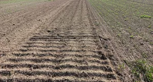 In diesem Agroscope-Schwarzbracheversuch wurde am 9. August 2022 links eine mechanische Bodenbearbeitung durchgeführt.