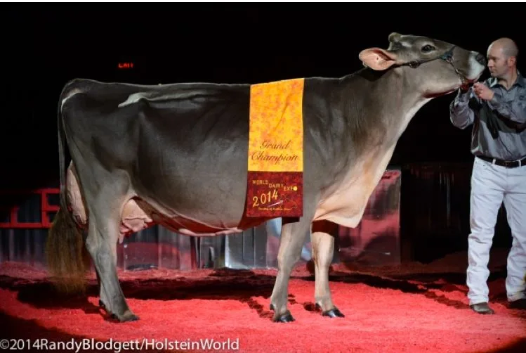 Sie wurde Grand Champion der Brown Swiss Show und hat einen Schweizer Stier als Vater: Eloc Wagor Kandid. (Bild: Holsteinworld)