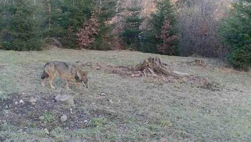 6f8f0d38abbf20daff9814fed60ddaf331626133 Das Bild des Wolfs, den eine Wildtierkamera bei Bäretswil ZH aufgenommen hat. (Bild Baudirektion des Kantons Zürich)