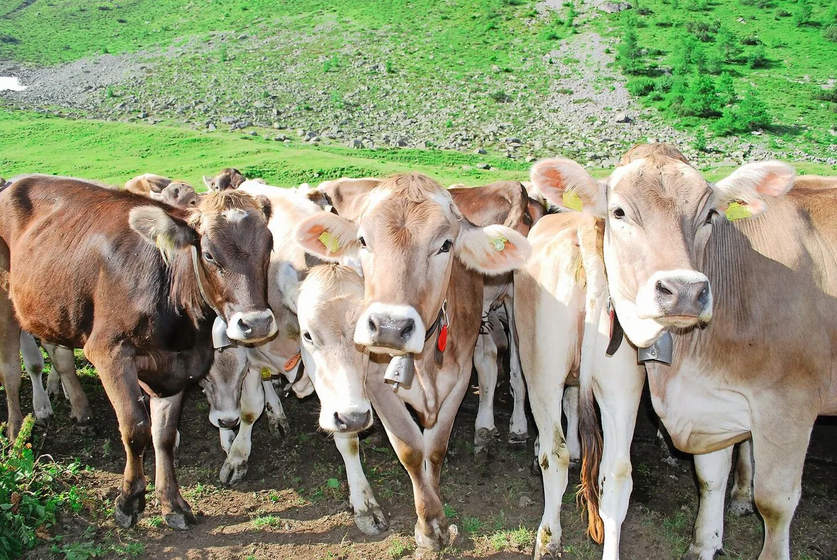 Viele Tiere aus verschiedenen Betrieben: Auf Sömmerungen und Gemeinschaftsweiden besteht ein erhöhtes BVD-Risiko.