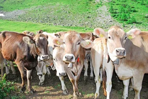 Viele Tiere aus verschiedenen Betrieben: Auf Sömmerungen und Gemeinschaftsweiden besteht ein erhöhtes BVD-Risiko.