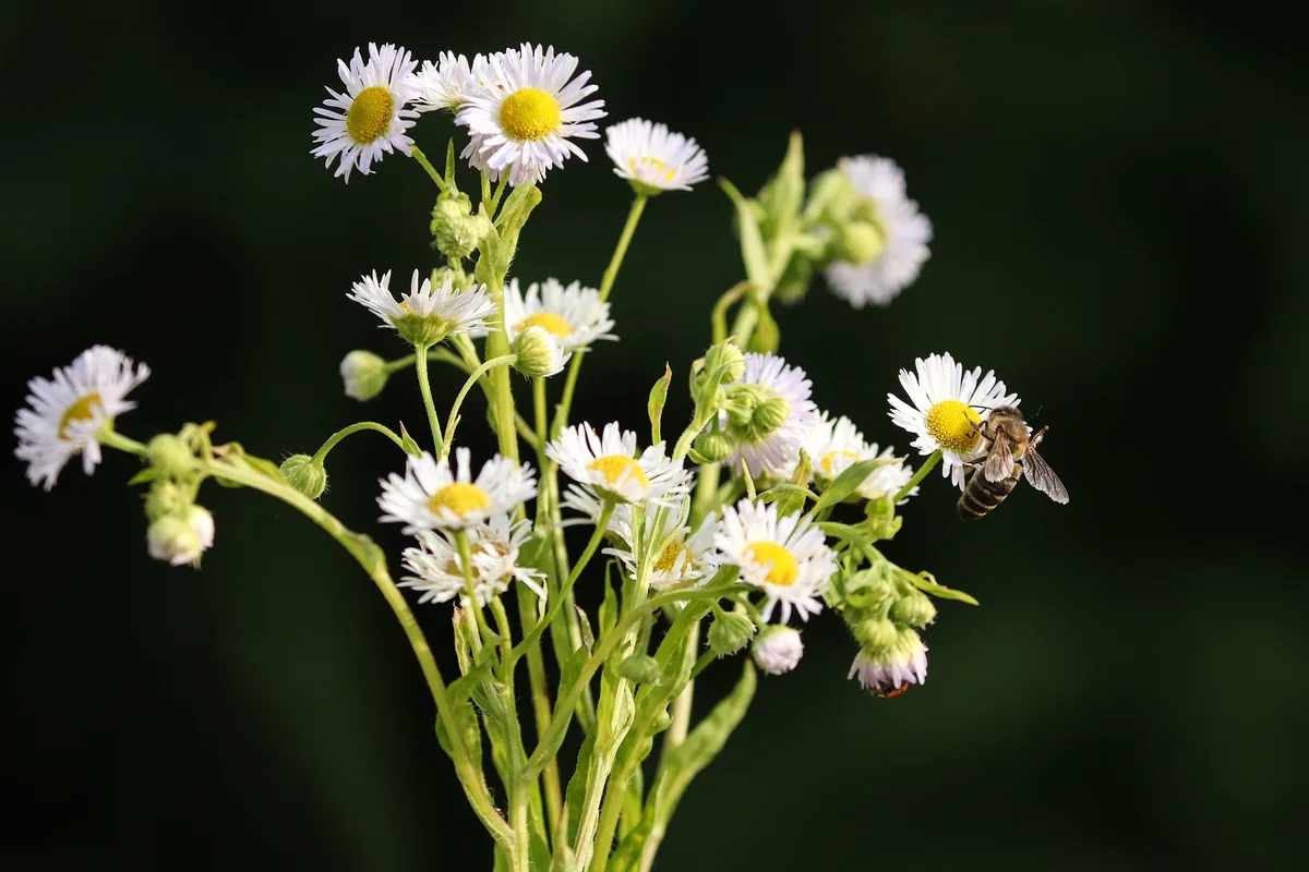erigeron_manfred_richter SBLV schliesst sich im Abstimmungskampf dem SBV an und startet in Jahresschwerpunkt
