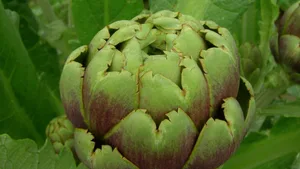 Wann die Artischocke Saison hat, ist schwer zu sagen, da sie eigentlich ganzjährig erhältlich sind. (Bild: VSGP)