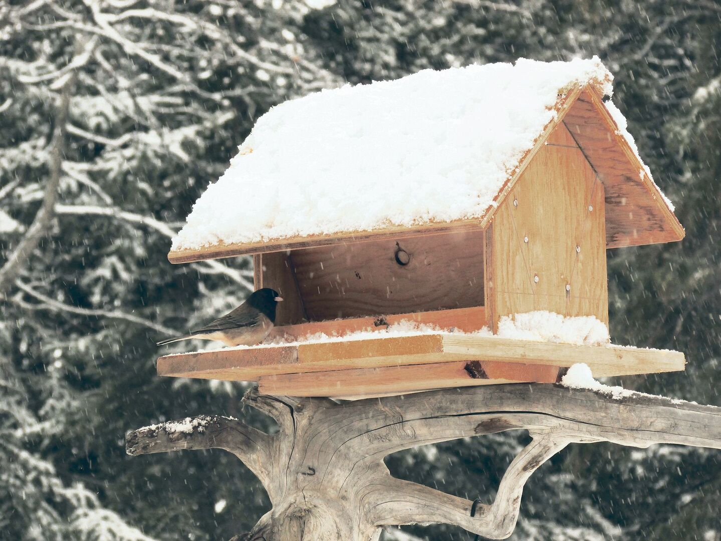 Ein «Dark-eyed junco», auf Deutsch Winterammer, ein häufig vorkommender amerikanischer Singvogel am verschneiten 1. April.