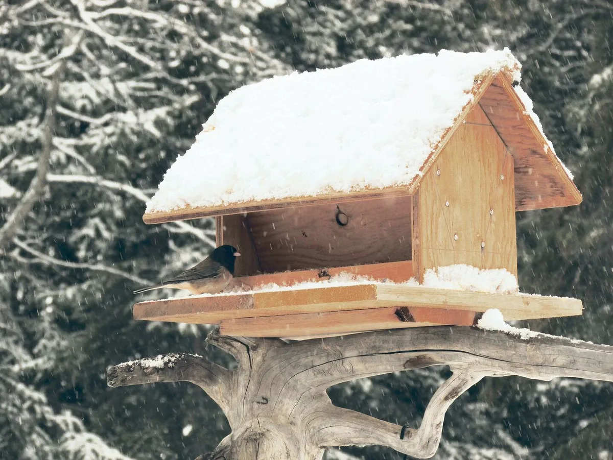 8934f5bd807964205f0e94280442ae8ed75c2eb26a529788d24e1ceb4eb8a130 Ein «Dark-eyed junco», auf Deutsch Winterammer, ein häufig vorkommender amerikanischer Singvogel am verschneiten 1. April.