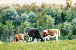 Wiesenmilch, die von weidenden Kühen erzählt, ist ein Flaggschiff der IP-Suisse. Nach langjähriger Platzierung in der Migros schaffte es die IP-Suisse-Milch 2020 in die Regale von Coop.