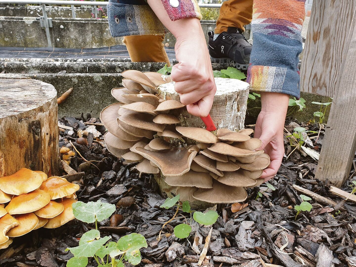 Diese erntereifen Austernseitlinge wurden im Garten des LZ Liebegg an präpariertem Stammholz kultiviert. Am Stamm auf der linken Seite wächst die Sorte Nameko.