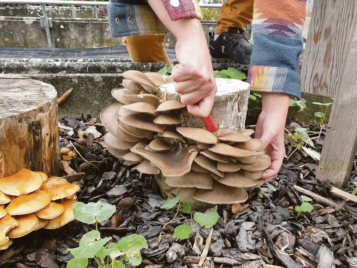 3e3a5e62f091baedbbc5b328c6909680206ea7d98ef5c04e24394d612f3ecb02 Diese erntereifen Austernseitlinge wurden im Garten des LZ Liebegg an präpariertem Stammholz kultiviert. Am Stamm auf der linken Seite wächst die Sorte Nameko.