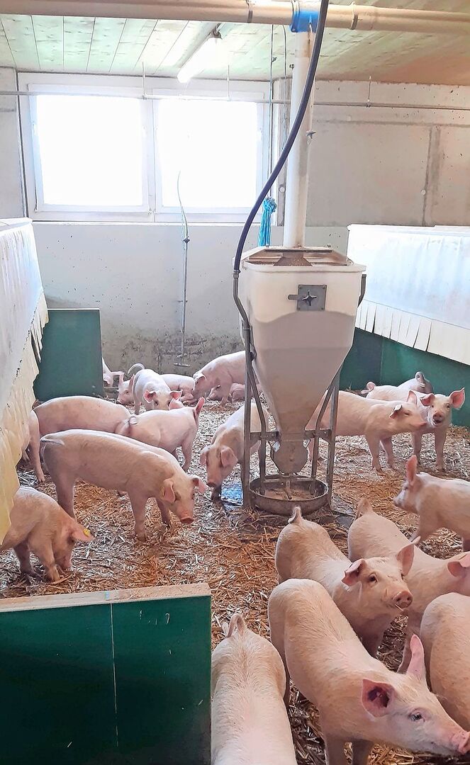 Häufig werden die Ferkel ab 9 kg mit Brei gefüttert, doch auch die Trockenfütterung hat Vorteile.