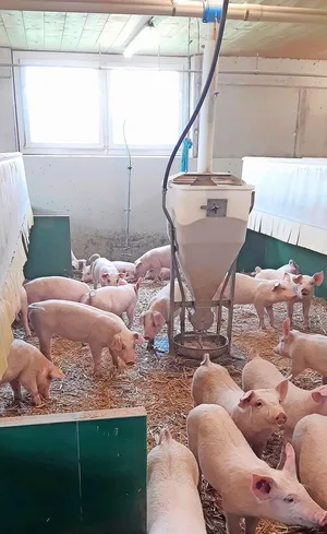 Häufig werden die Ferkel ab 9 kg mit Brei gefüttert, doch auch die Trockenfütterung hat Vorteile.