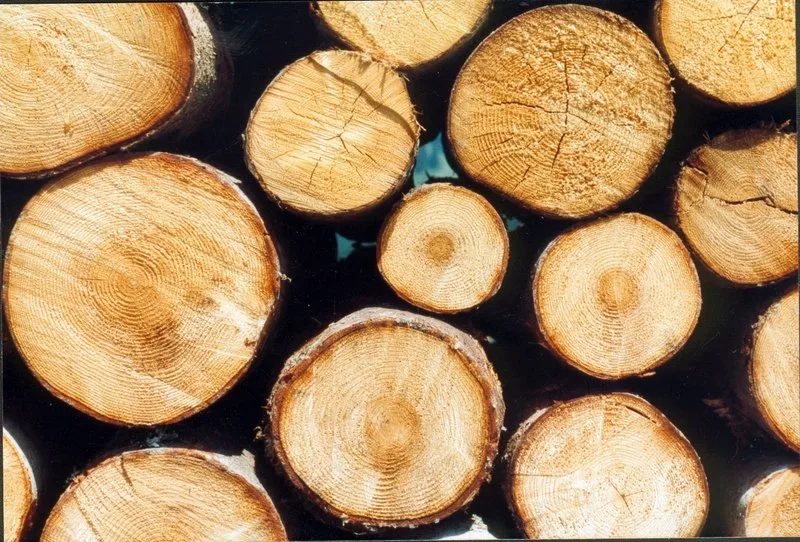 e4ef4589dd0ea5a48cc2b278917d56b73a915092 Streitpunkt in der Debatte waren Pflanzenschutzmittel, die gegen Schädlinge im frisch geschlagenen Holz eingesetzt werden können. (Bild BauZ)