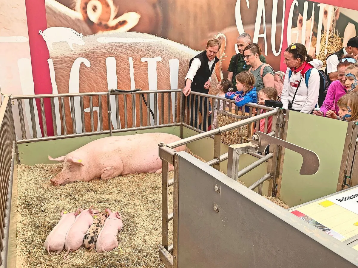d9f34cc3fef83ebed873bb99e19f2721693f175ff923752f8949d491a56cf1dc Kritik zum Trotz: Die Schweizer Schweinehaltung darf sich zeigen, so wie hier an der Luga 2023.