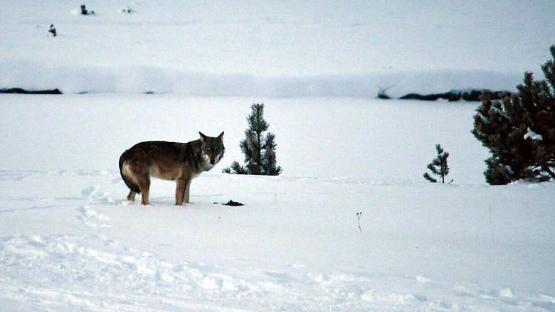 Wolf im Gebiet Ofenpass: Wölfe halten sich nicht an Gebietsgrenzen, sagt der Bündner Bauernverband und fordert eine ganzjährige Regulierung von Problemwölfen.