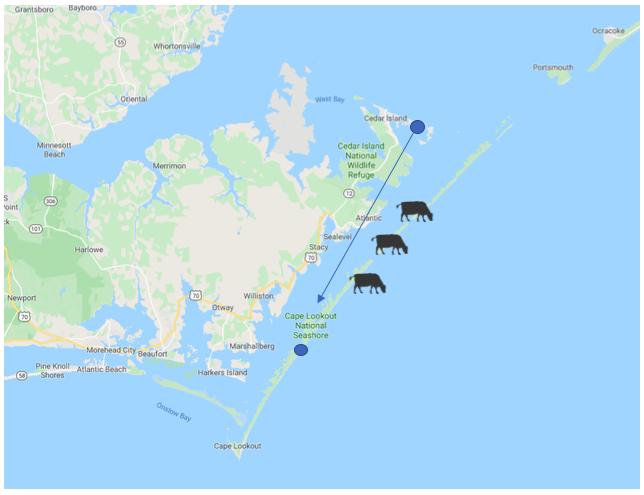 Die Kühe haben eine erstaunliche Strecke von einer Insel zur anderen zurückgelegt – und überlebt. (Karte Google Maps/ jsc)