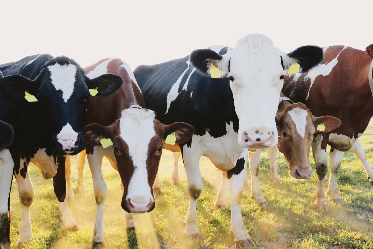 Die Landwirtschaft sieht sich zunehmend mit Zielkonflikten konfrontiert. So muss zum Beispiel auf weniger Fläche mehr produziert werden, gleichzeitig soll die Produktion nachhaltiger werden.(Bild BauZ)