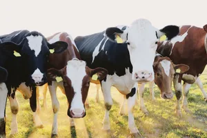 Die Landwirtschaft sieht sich zunehmend mit Zielkonflikten konfrontiert. So muss zum Beispiel auf weniger Fläche mehr produziert werden, gleichzeitig soll die Produktion nachhaltiger werden.(Bild BauZ)
