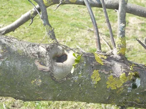 Misteln können durch Kerben bis ins Holz entfernt werden. Dabei mindestens 10 cm auf allen Seiten des Astes einkerben.