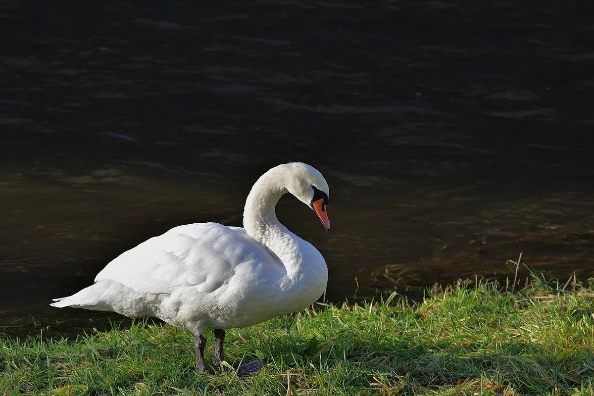 Schwan-pixabay-Ju__rgen Kanton Zürich: Massnahmen gegen die Vogelgrippe werden wieder aufgehoben
