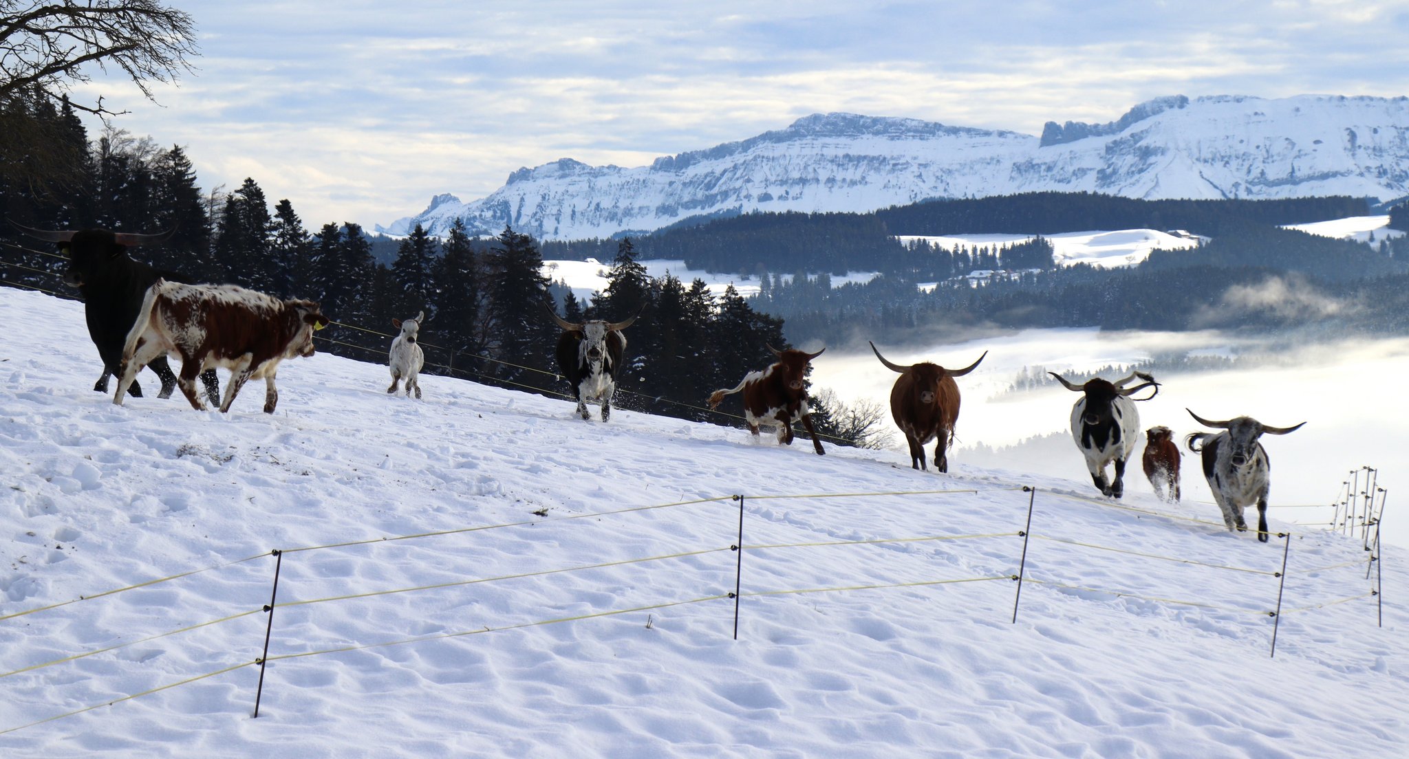 Diese Kühe bringen ein bisschen Texas im Emmental
