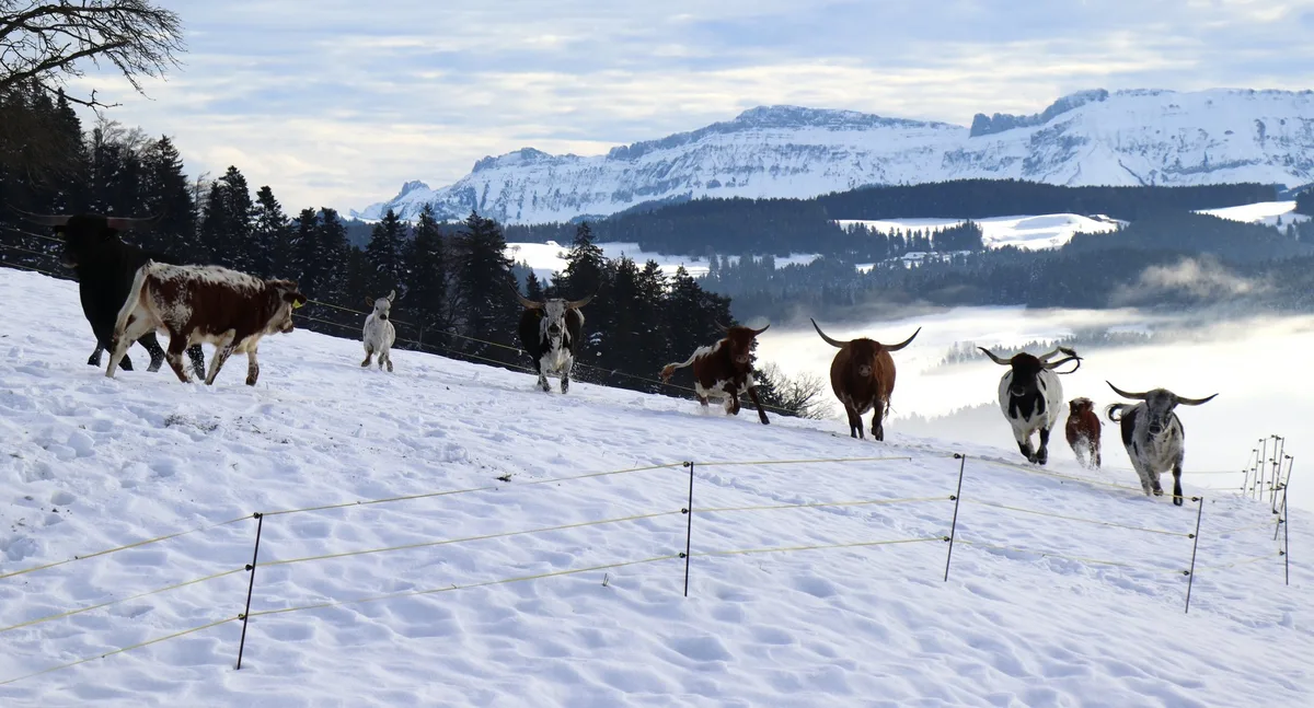 texas-longhorn-herde-01_moosacker-ranch Diese Kühe bringen ein bisschen Texas im Emmental