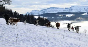 Die Texas-Longhorn-Herde der Moosacker Ranch verbreitet mitten im Winter den Hauch von Prärie und rauchenden Colts.