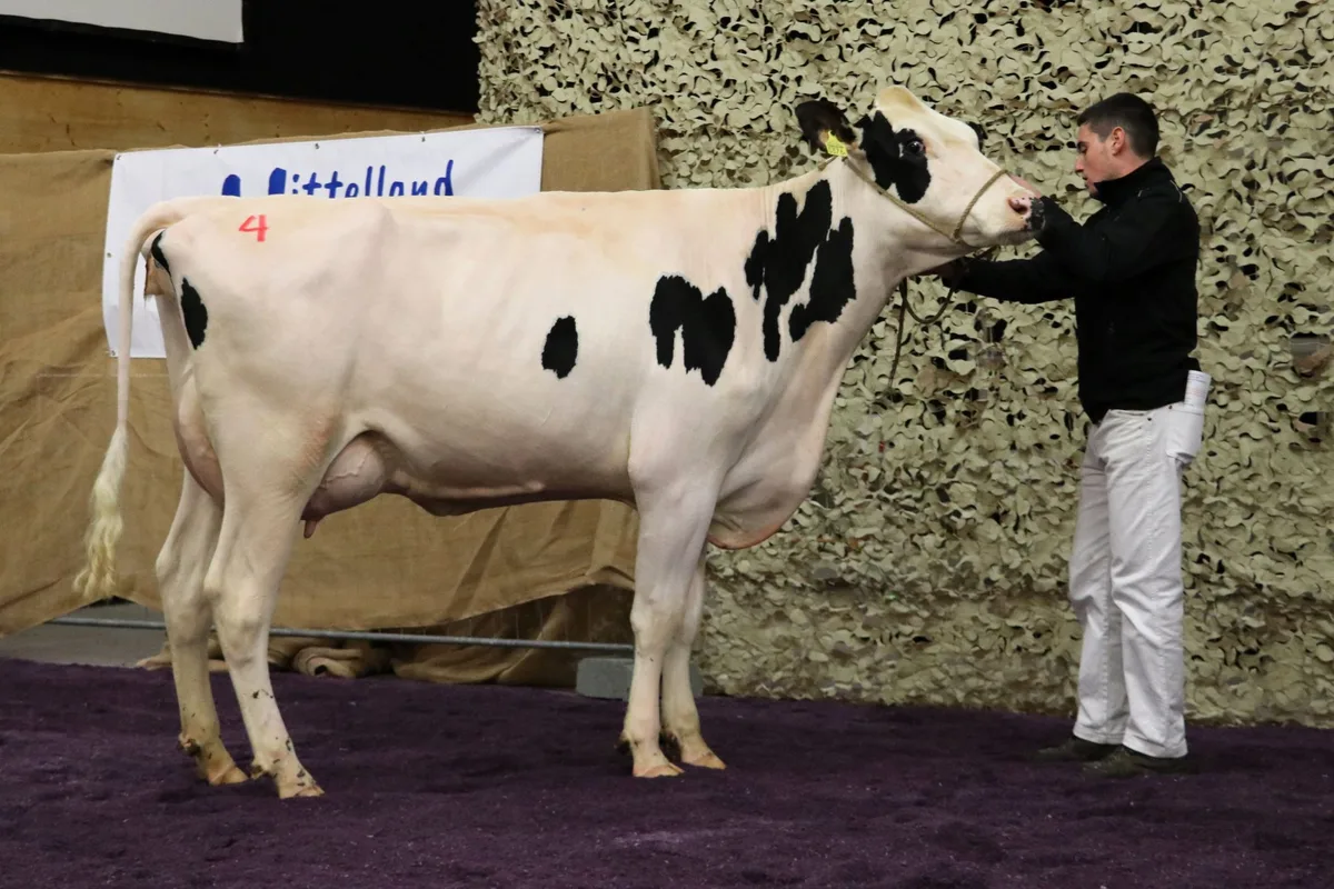 ZS-X-48-Auktion-2sp An der Aargauer Auktion gab es Spitzenpreise für Spitzenkühe