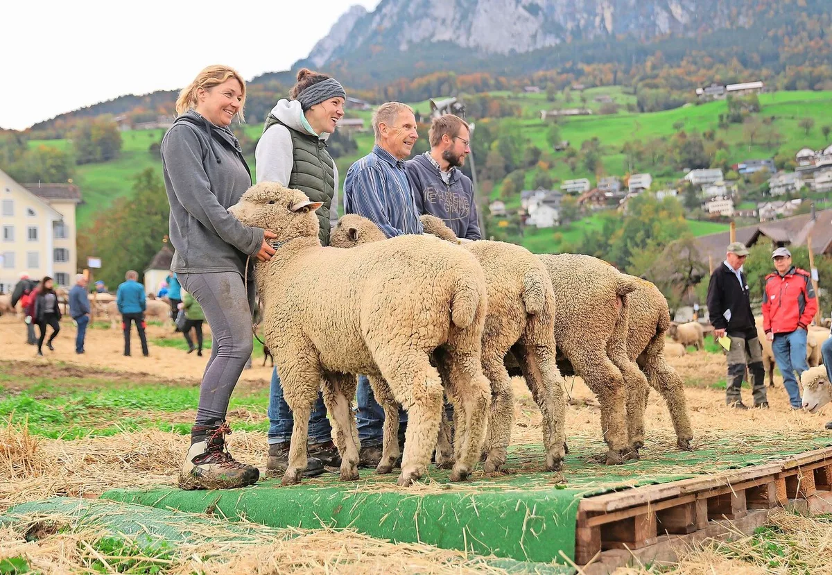 Frau, Mann und Schaf präsentierten sich an der Kleinviehschau in Schwyz auf dem Laufsteg.
