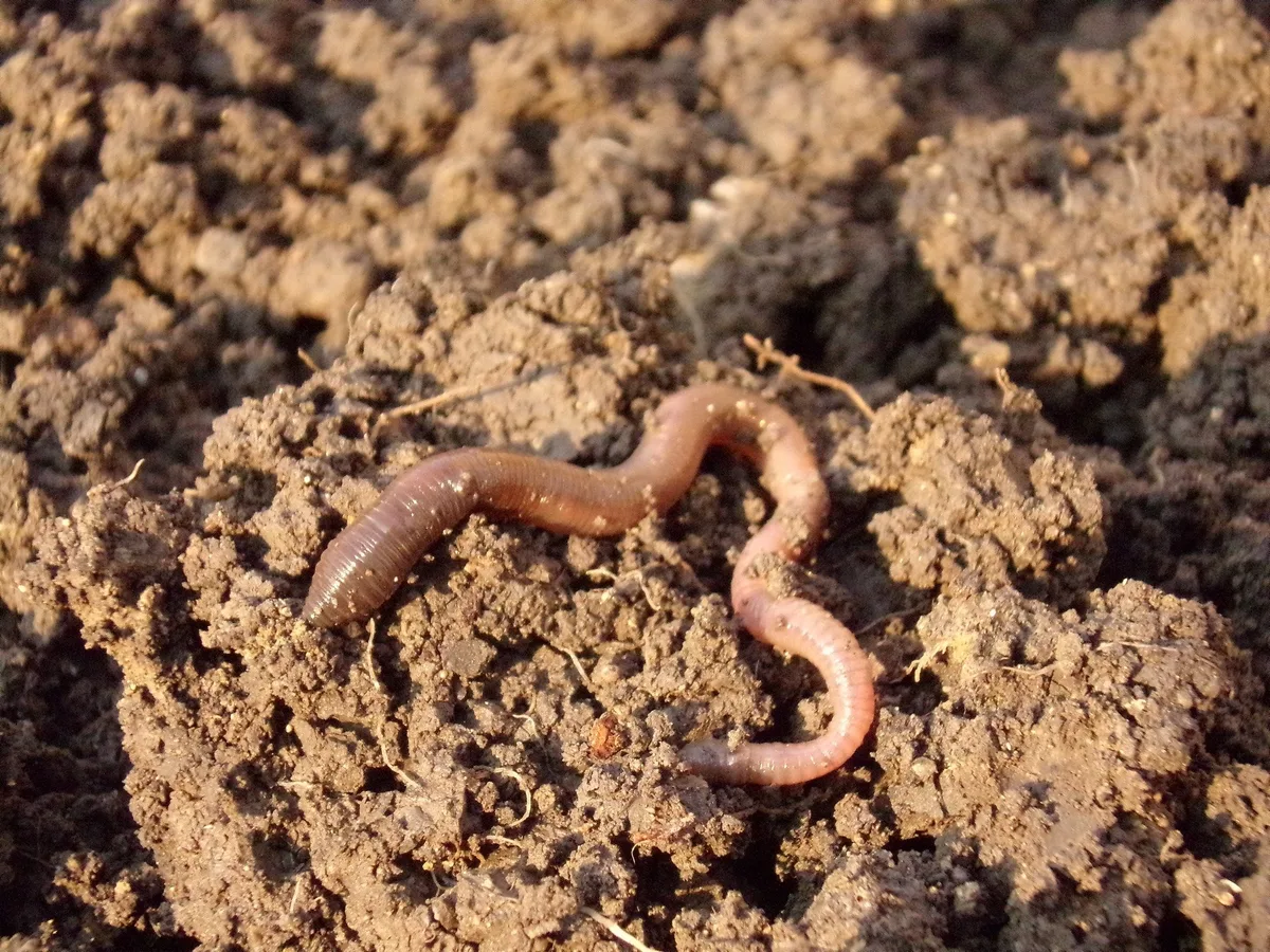 earthworm-gf03eee39d_1920 So kann die Versorgung gesichert werden, ohne von Düngerimporten abhängig zu sein