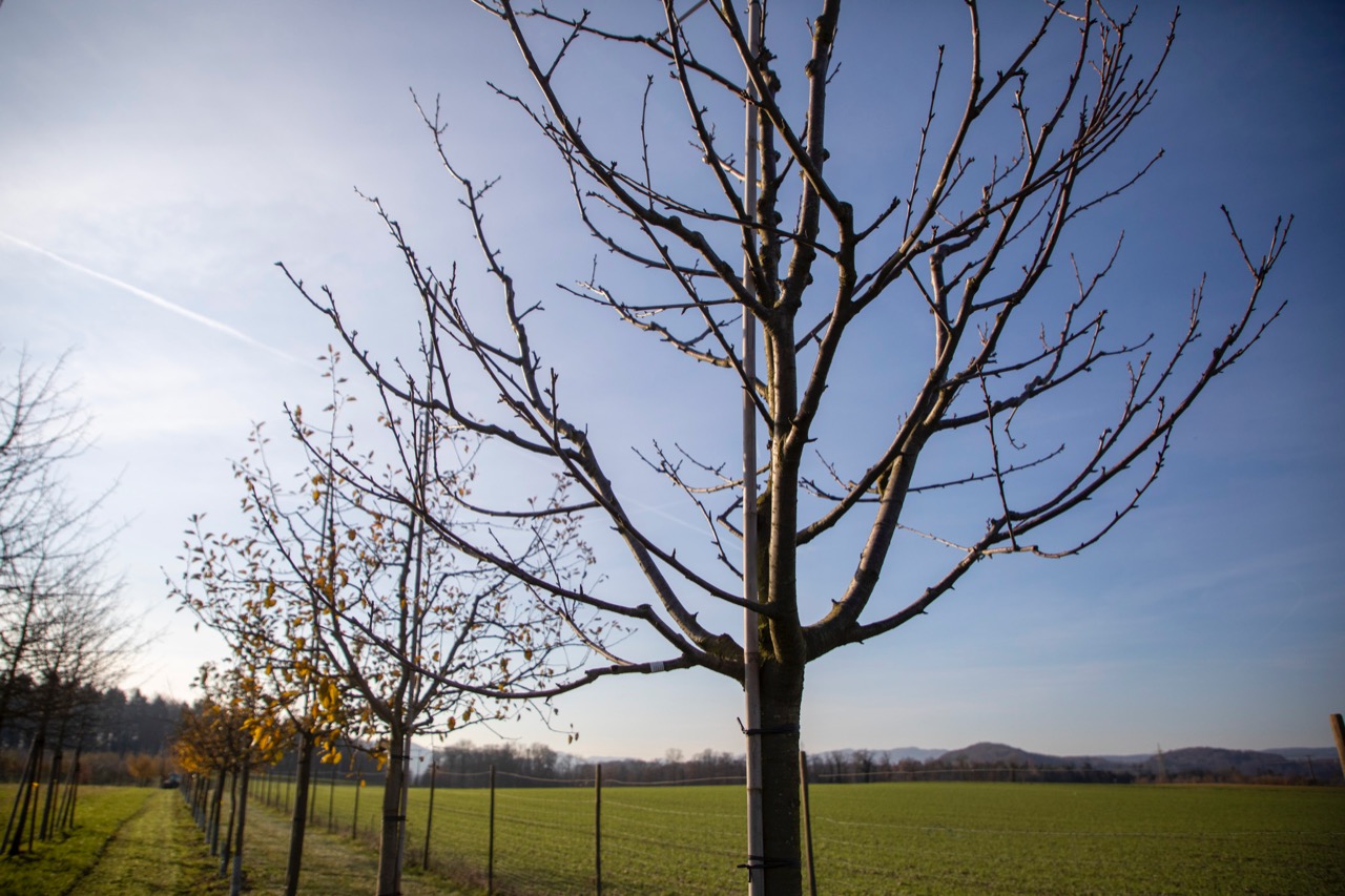 Hochstamm-Obstbäume sind eine Investition für mehrere Generationen.